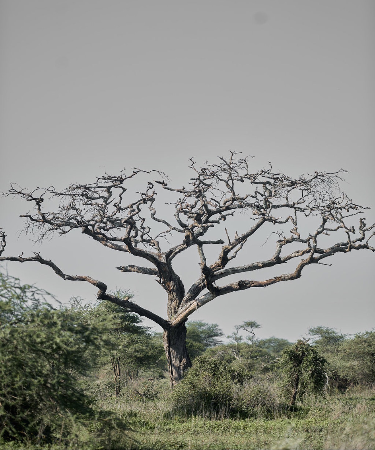 Elephants in Tarangire